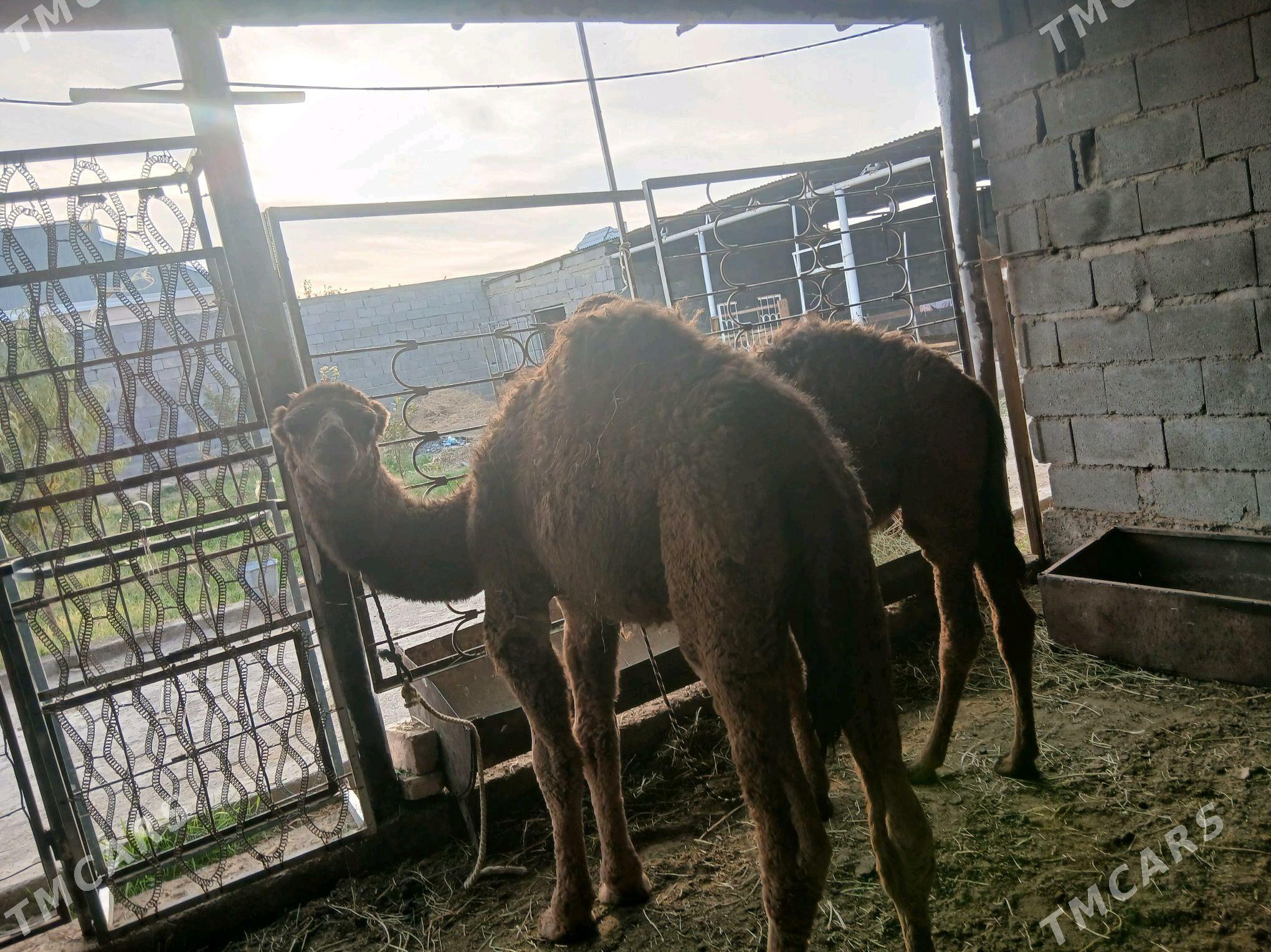 torum torum - Ашхабад - img 3