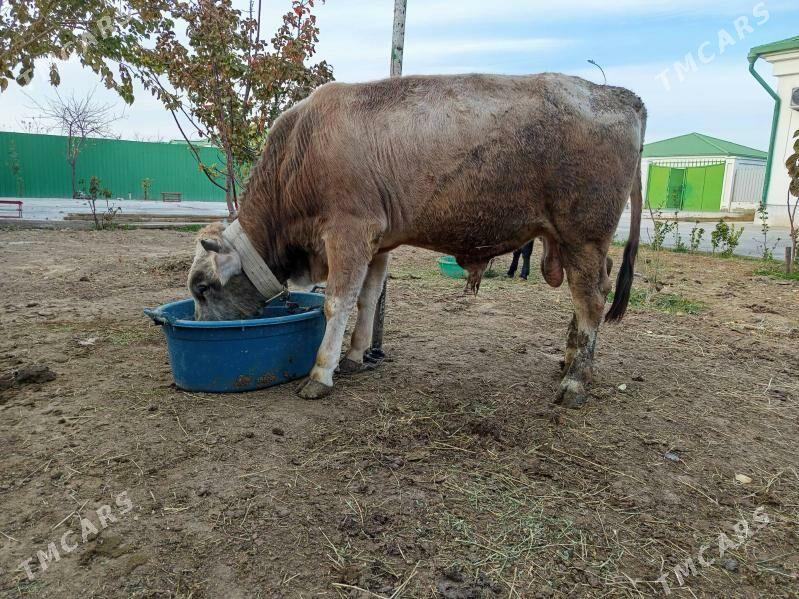 Okiz - Тязе заман - img 3