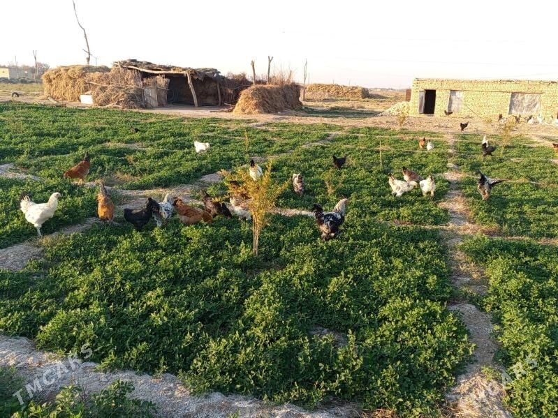 broy 7ay bolup gecen towuk hor - Baýramaly - img 4