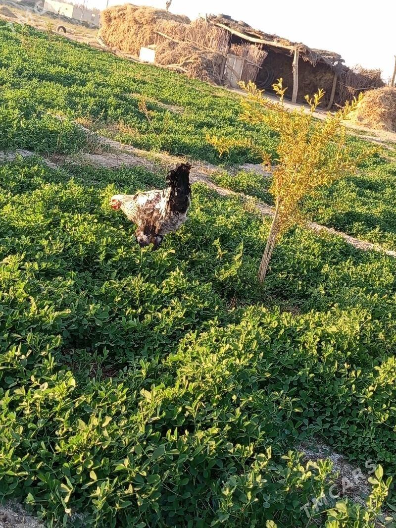 broy 7ay bolup gecen towuk hor - Baýramaly - img 2