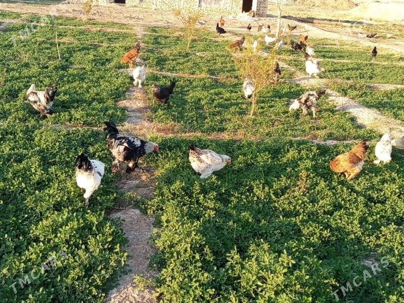 broy 7ay bolup gecen towuk hor - Baýramaly - img 3