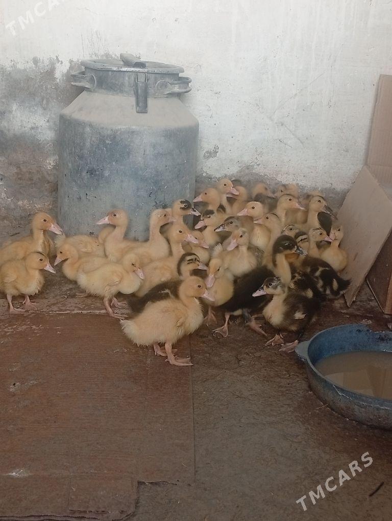 gak gak ordek - Кака - img 4