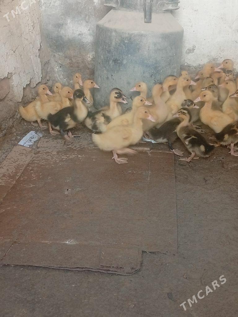 gak gak ordek - Кака - img 6