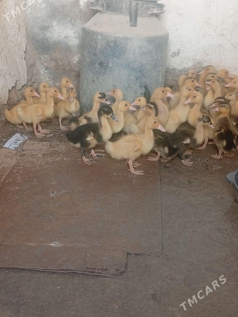 gak gak ordek - Кака - img 2