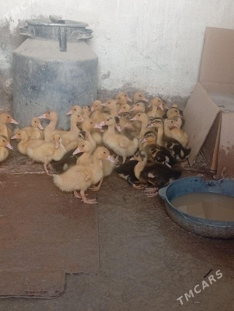 gak gak ordek - Кака - img 3