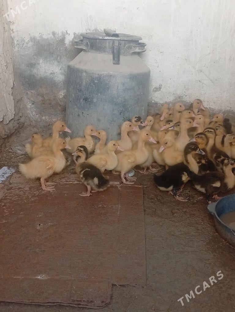 gak gak ordek - Кака - img 5