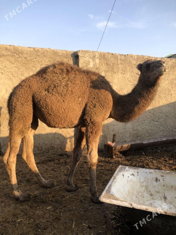 inen ogsuk - Туркменбаши - img 2