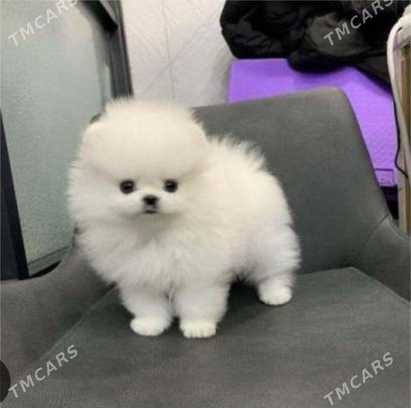 Памеранский шпиц - Aşgabat - img 2