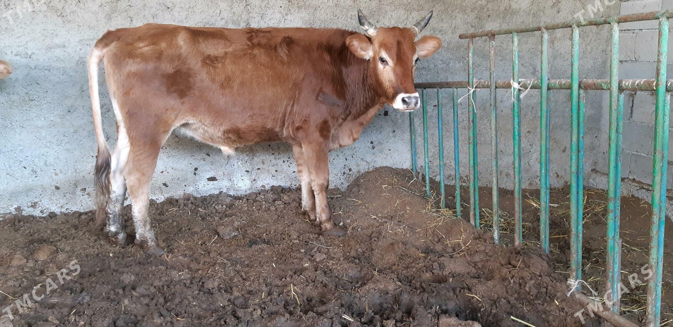 okuz - Çoganly - img 6