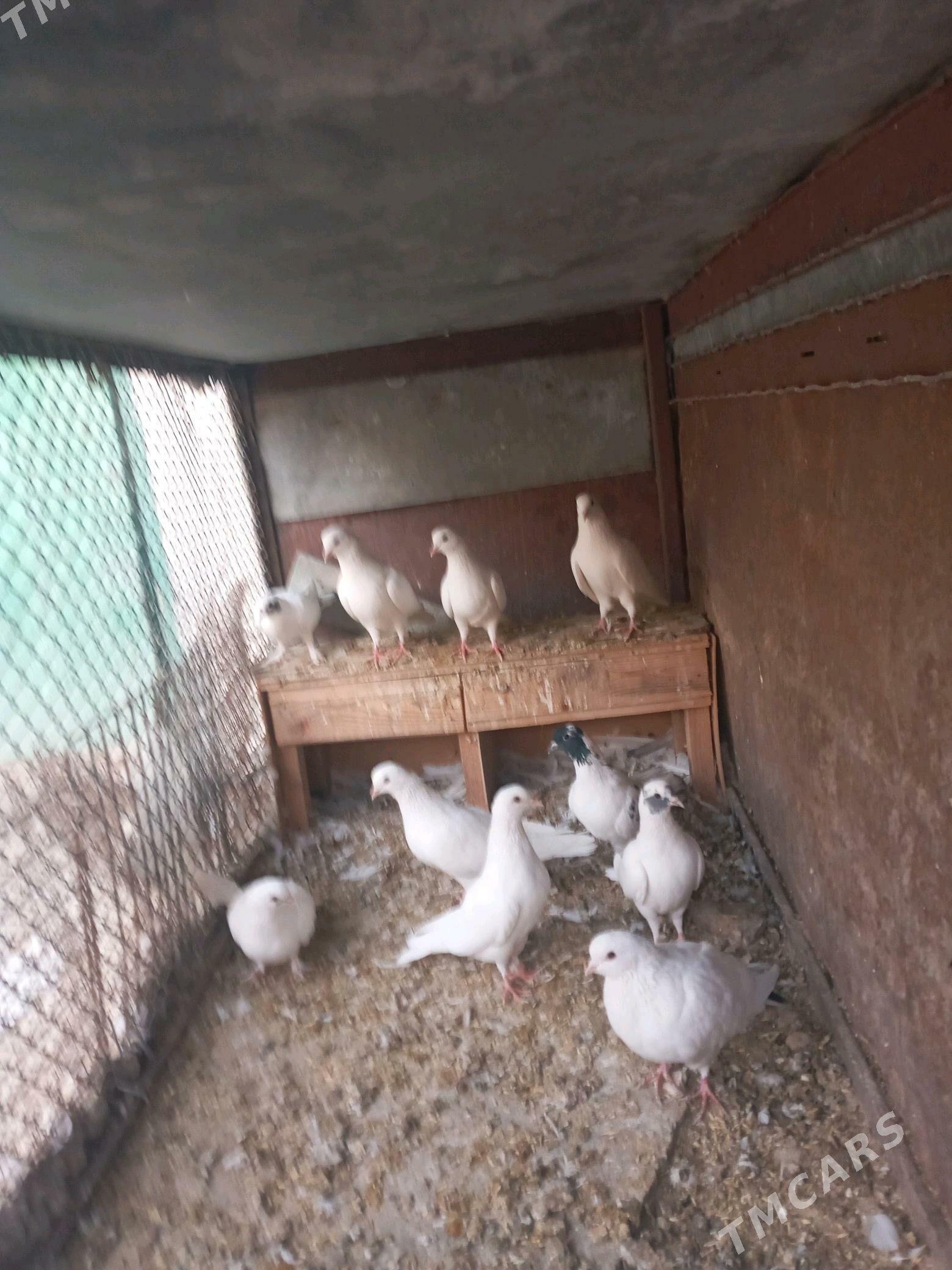 kepteri - Балканабат - img 3