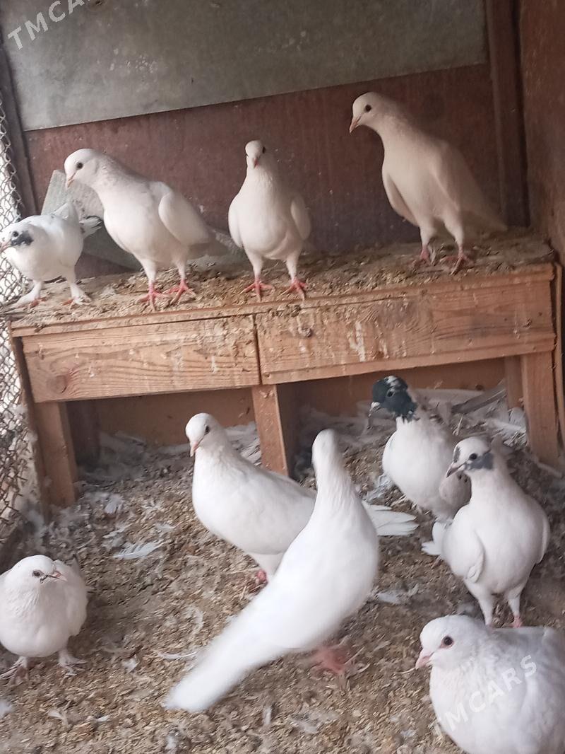 kepteri - Балканабат - img 2