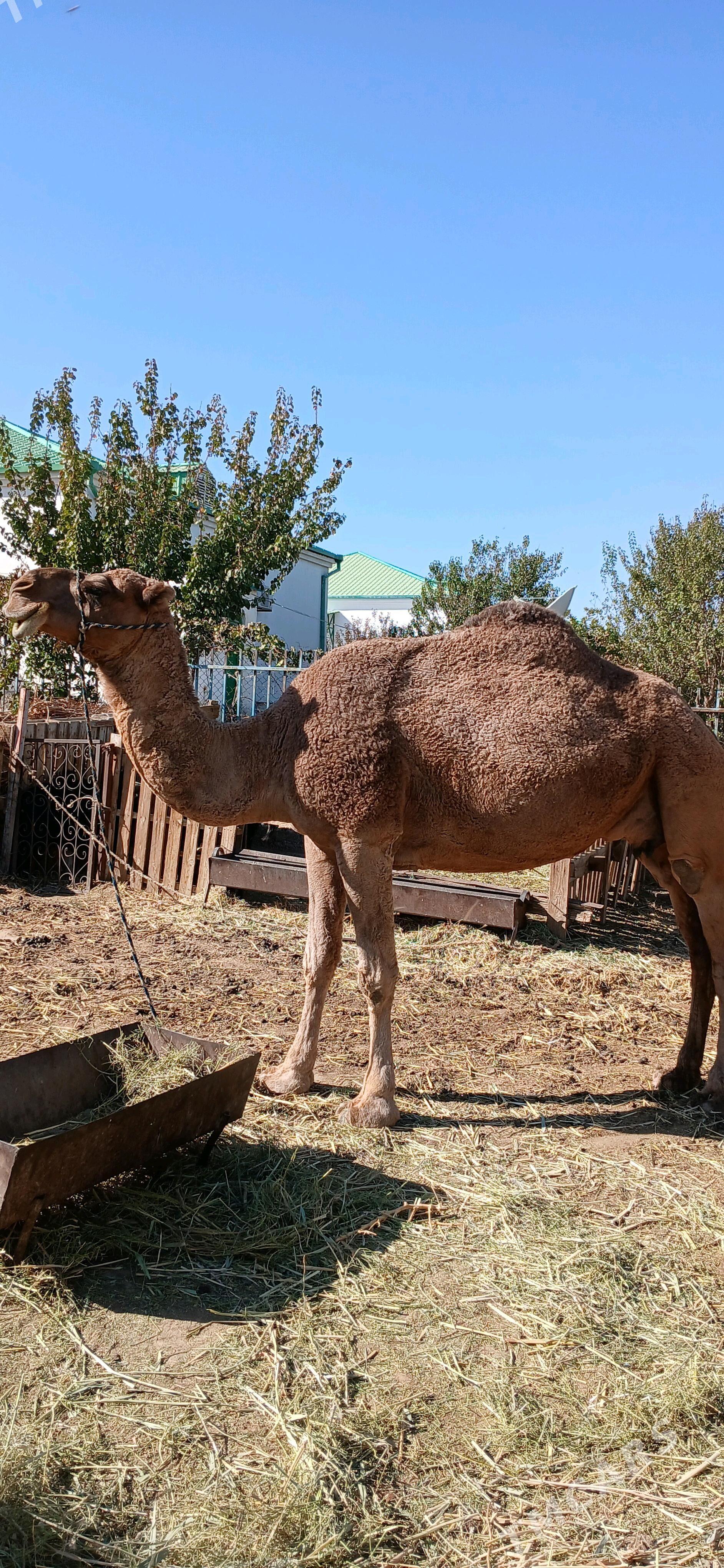 Köşekli düýe - Ak bugdaý etraby - img 1