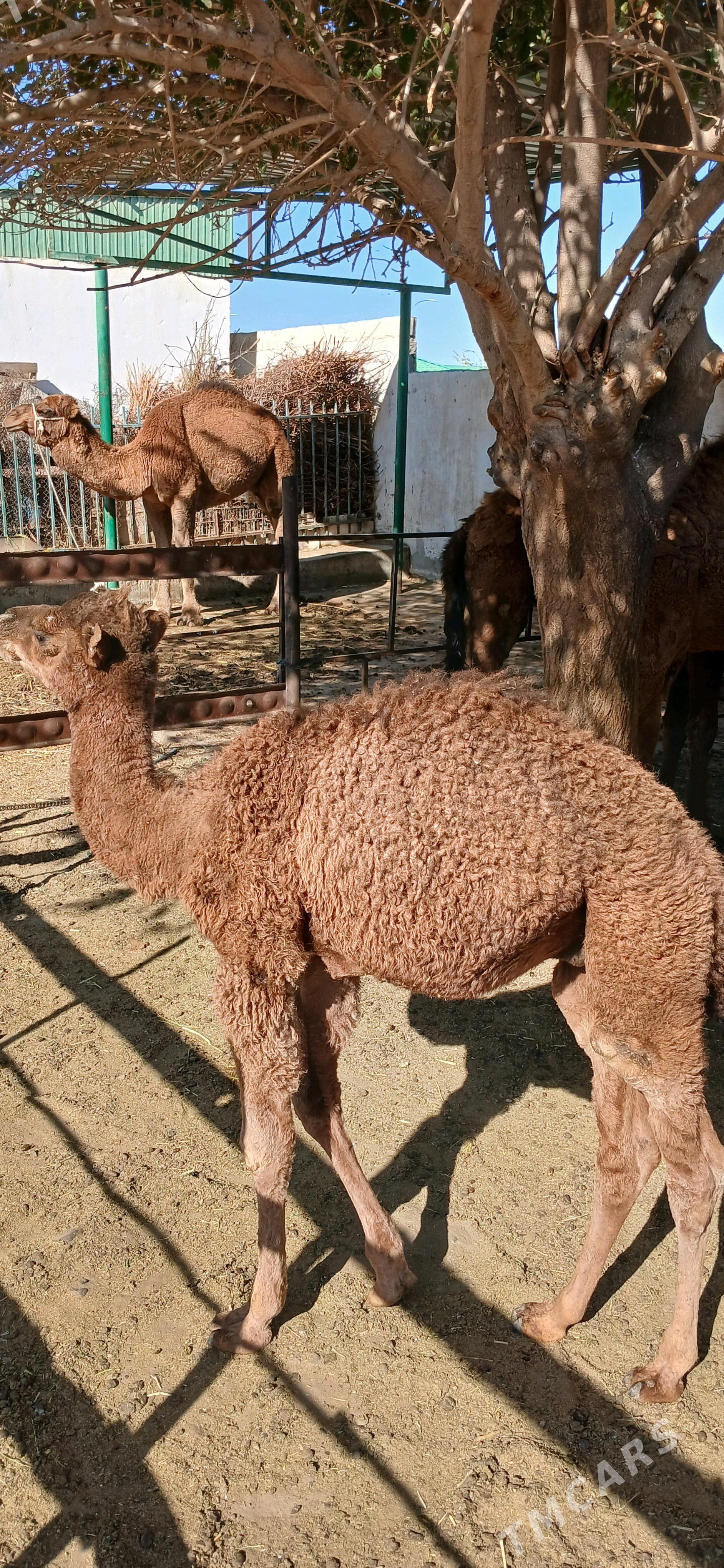 Köşekli düýe - Ak bugdaý etraby - img 2