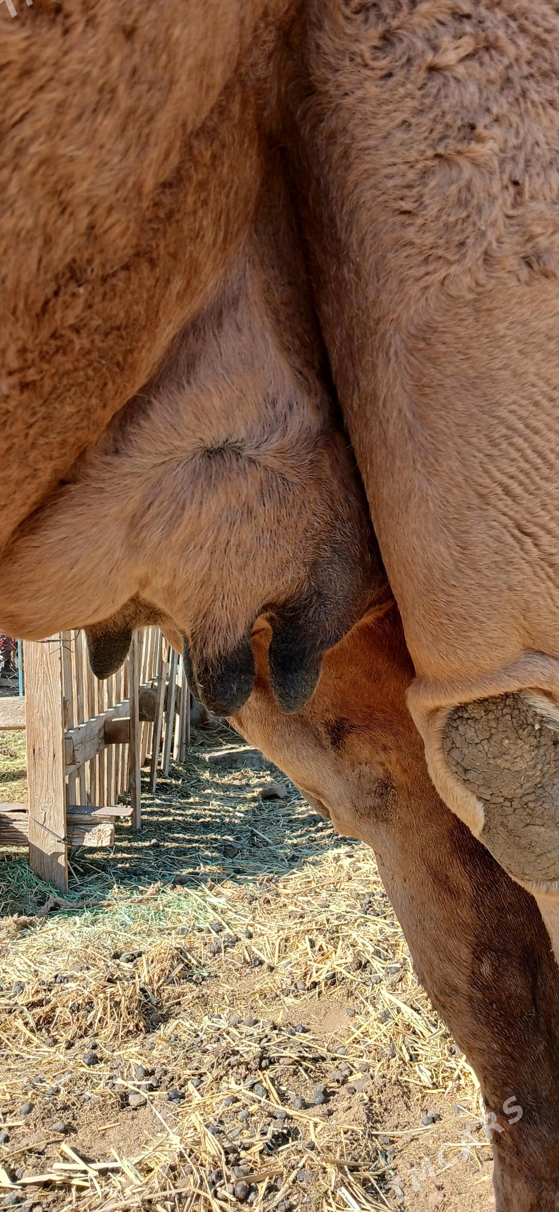 Köşekli düýe - Ak bugdaý etraby - img 3