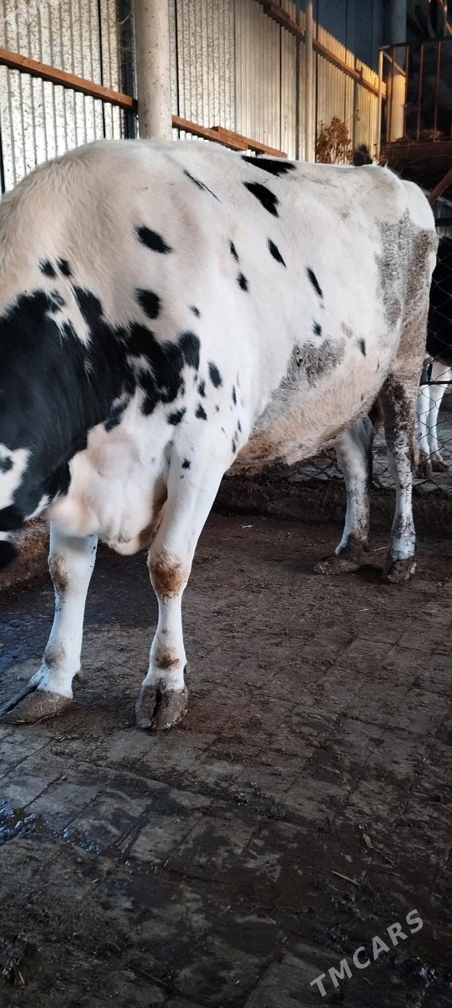 Galnyşdeýin Sygyr - Sakarçäge - img 4