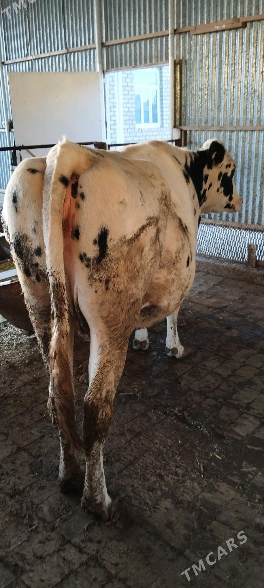 Galnyşdeýin Sygyr - Sakarçäge - img 3