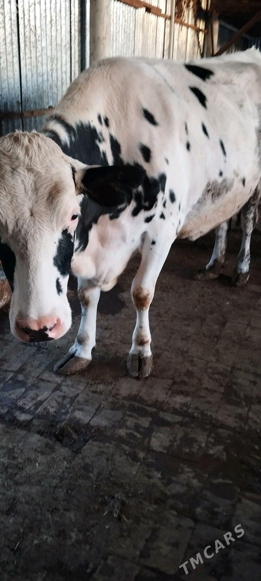 Galnyşdeýin Sygyr - Sakarçäge - img 2