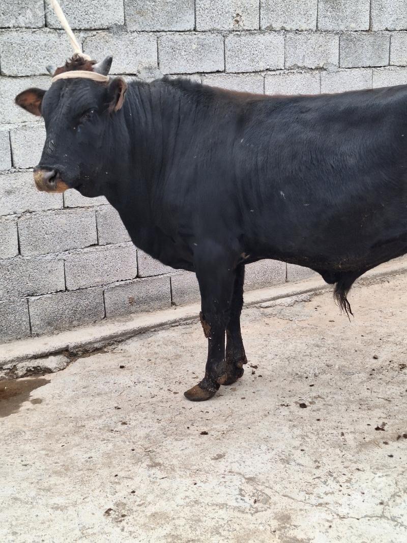 Okuz - Aşgabat - img 3