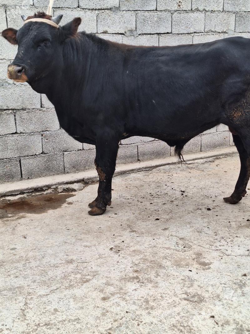 Okuz - Aşgabat - img 2