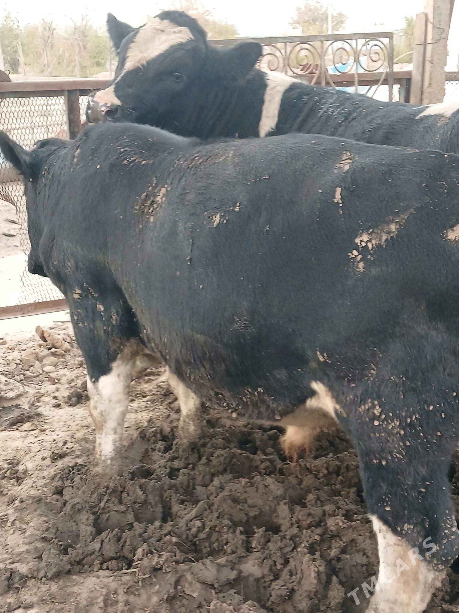 okuz 2sany - Ашхабад - img 1