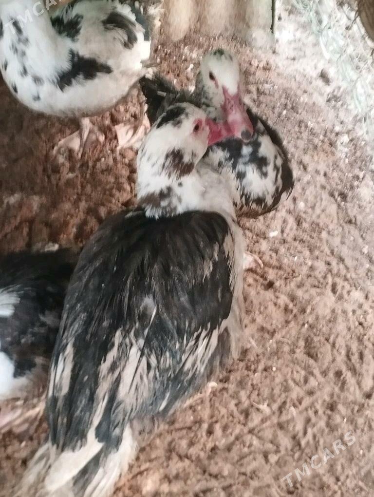 ördekler - Херрикгала - img 4