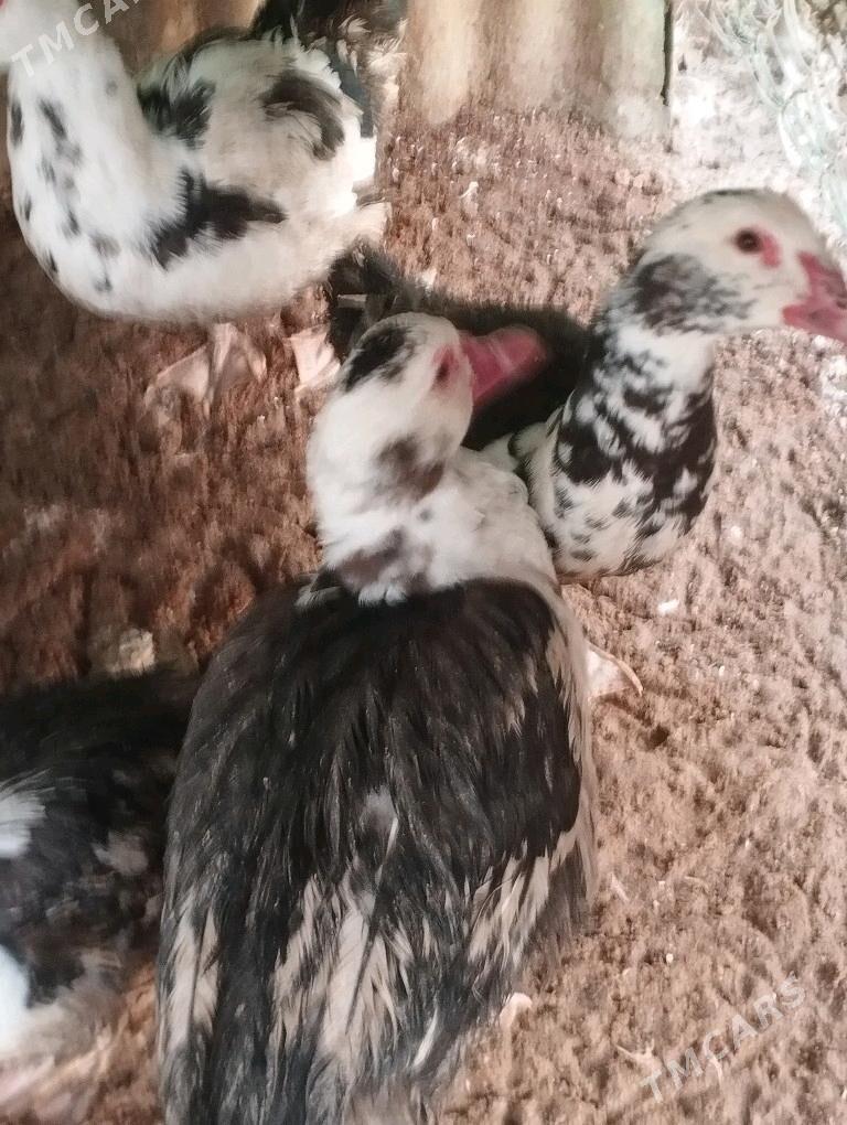 ördekler - Херрикгала - img 2