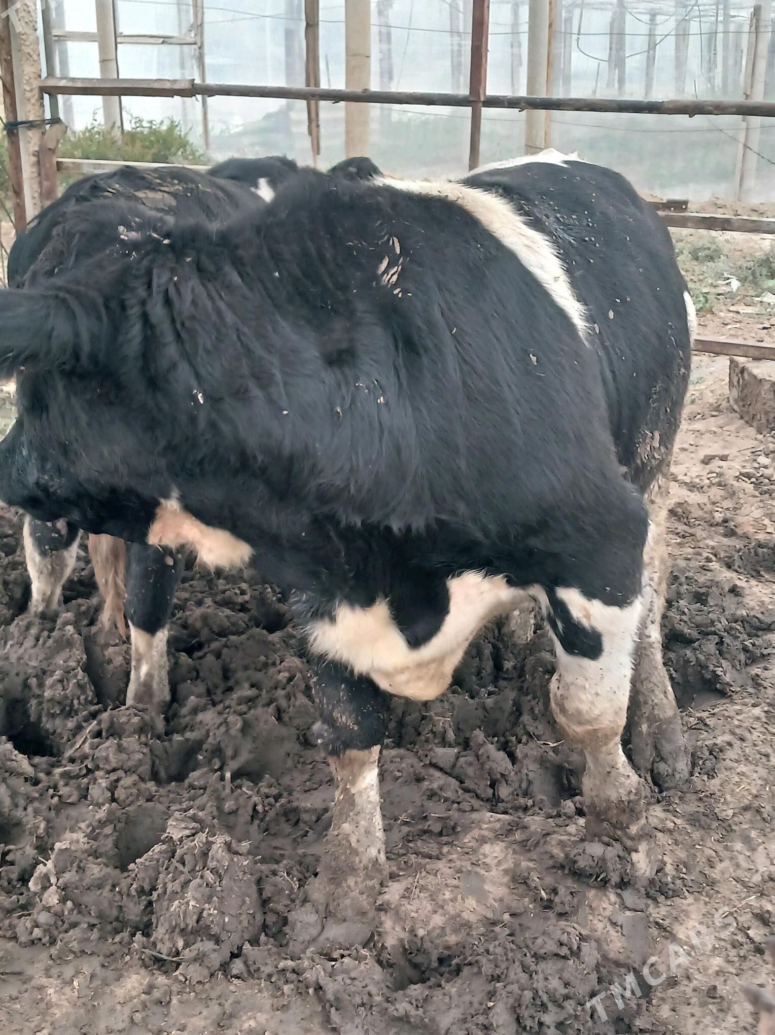 okuz 2sany - Ашхабад - img 2