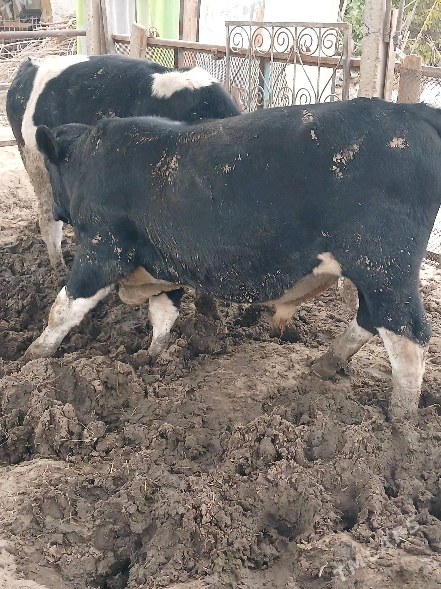 okuz 2sany - Ашхабад - img 3