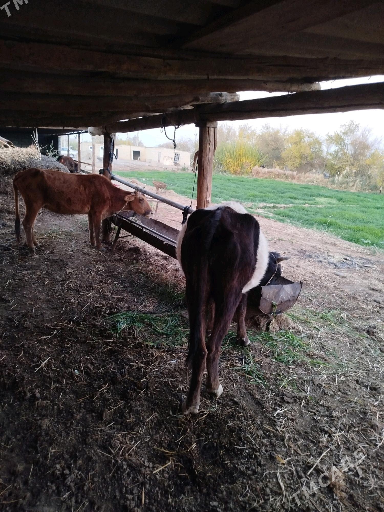 sygyr - Babadaýhan - img 3