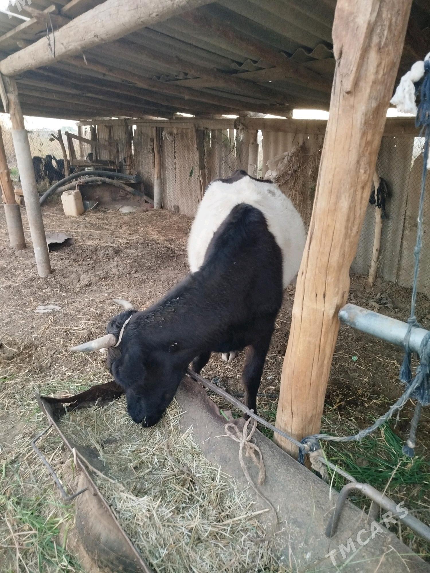 sygyr - Babadaýhan - img 2