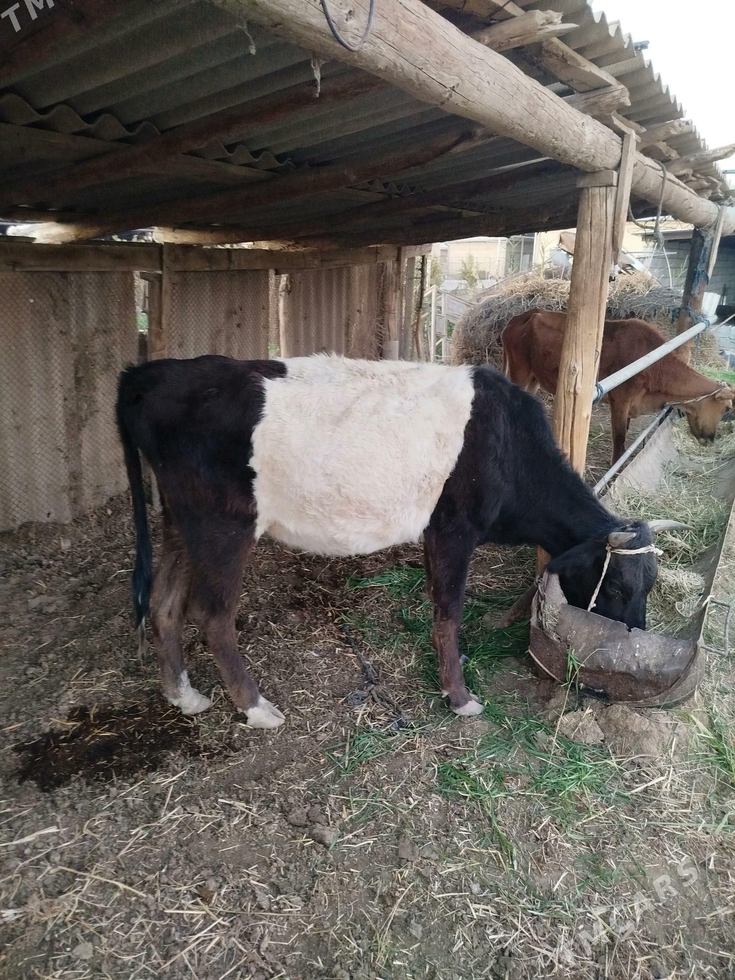 sygyr - Babadaýhan - img 1