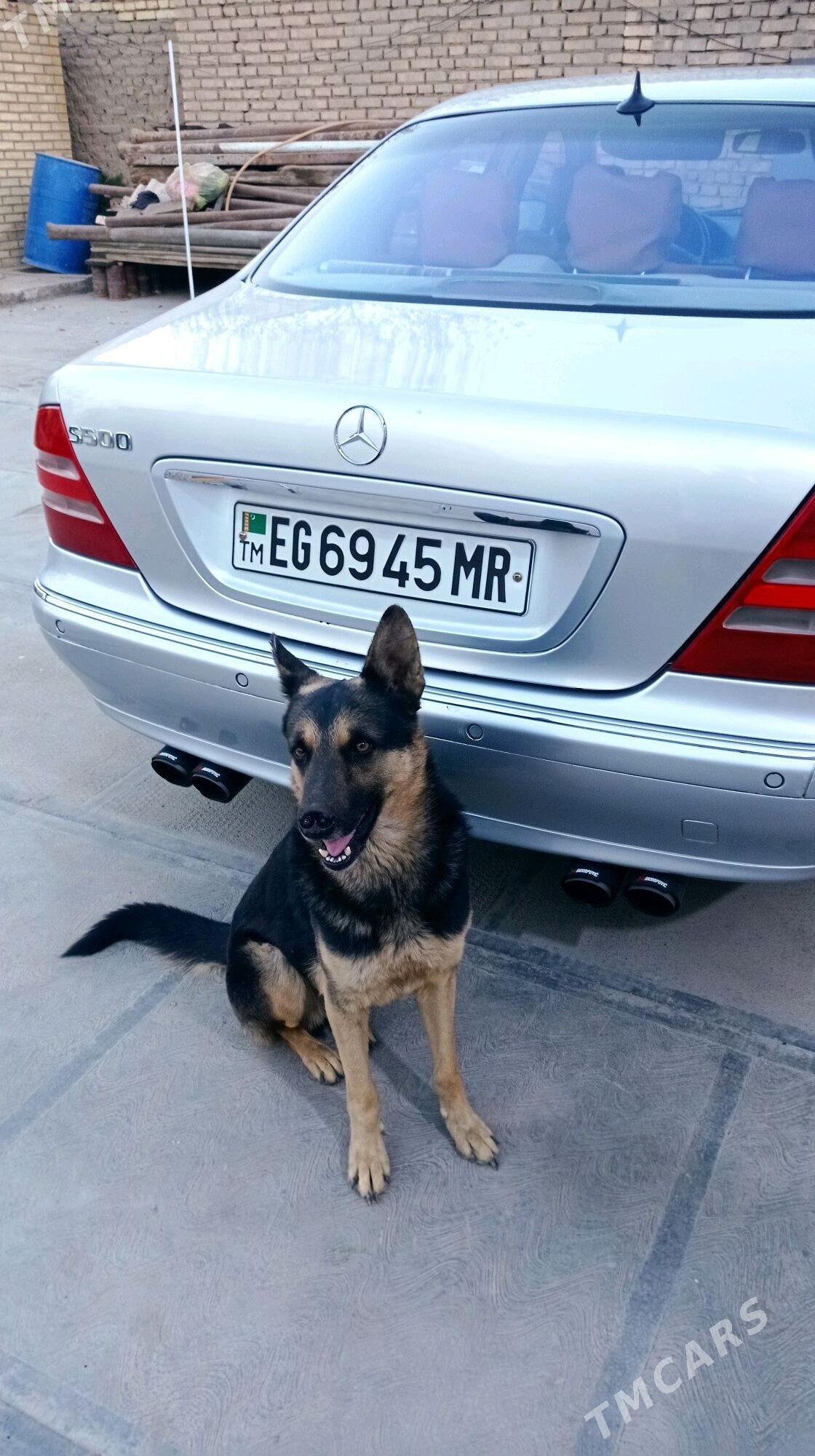 Mercedes-Benz S-Class 2000 - 120 000 TMT - Мары - img 4