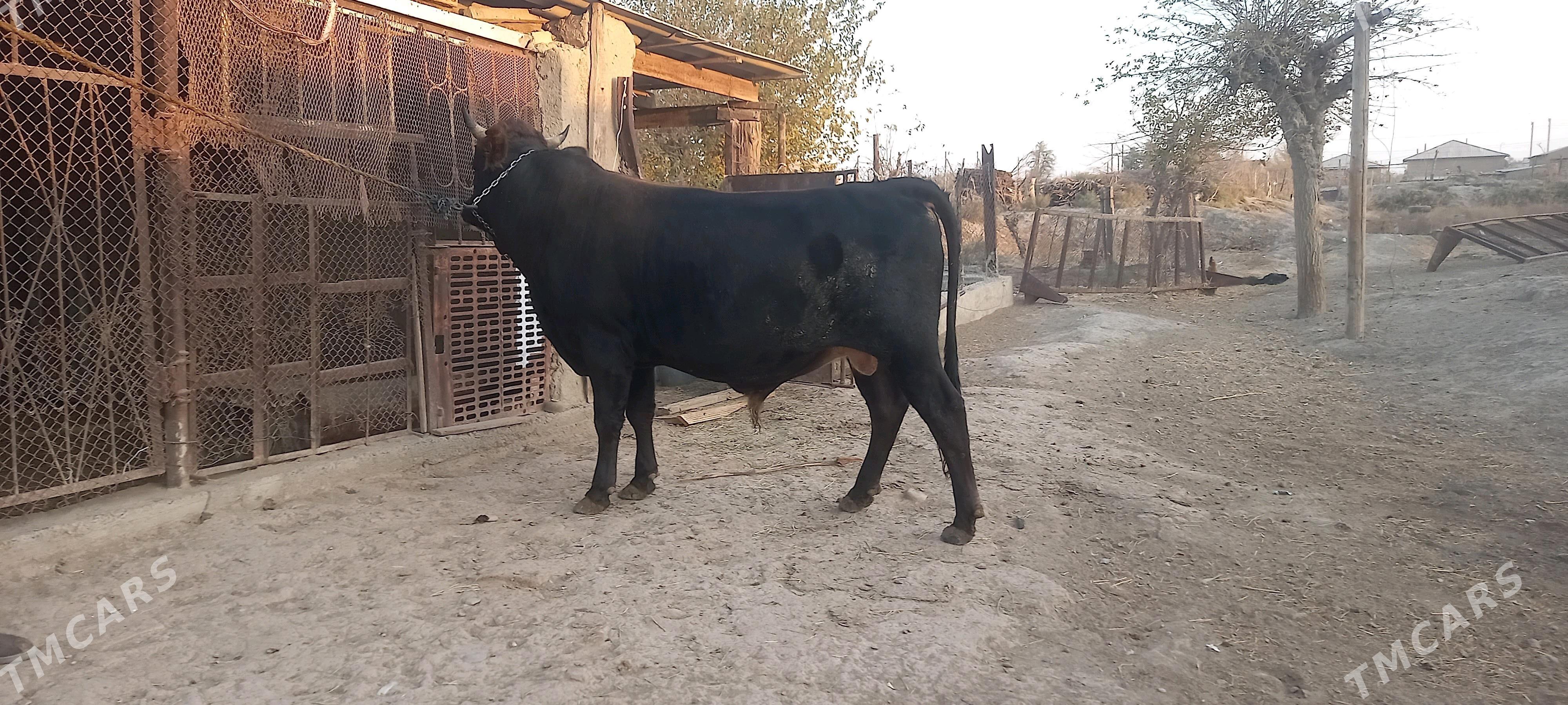 Bakylan Öküz - Теджен - img 4