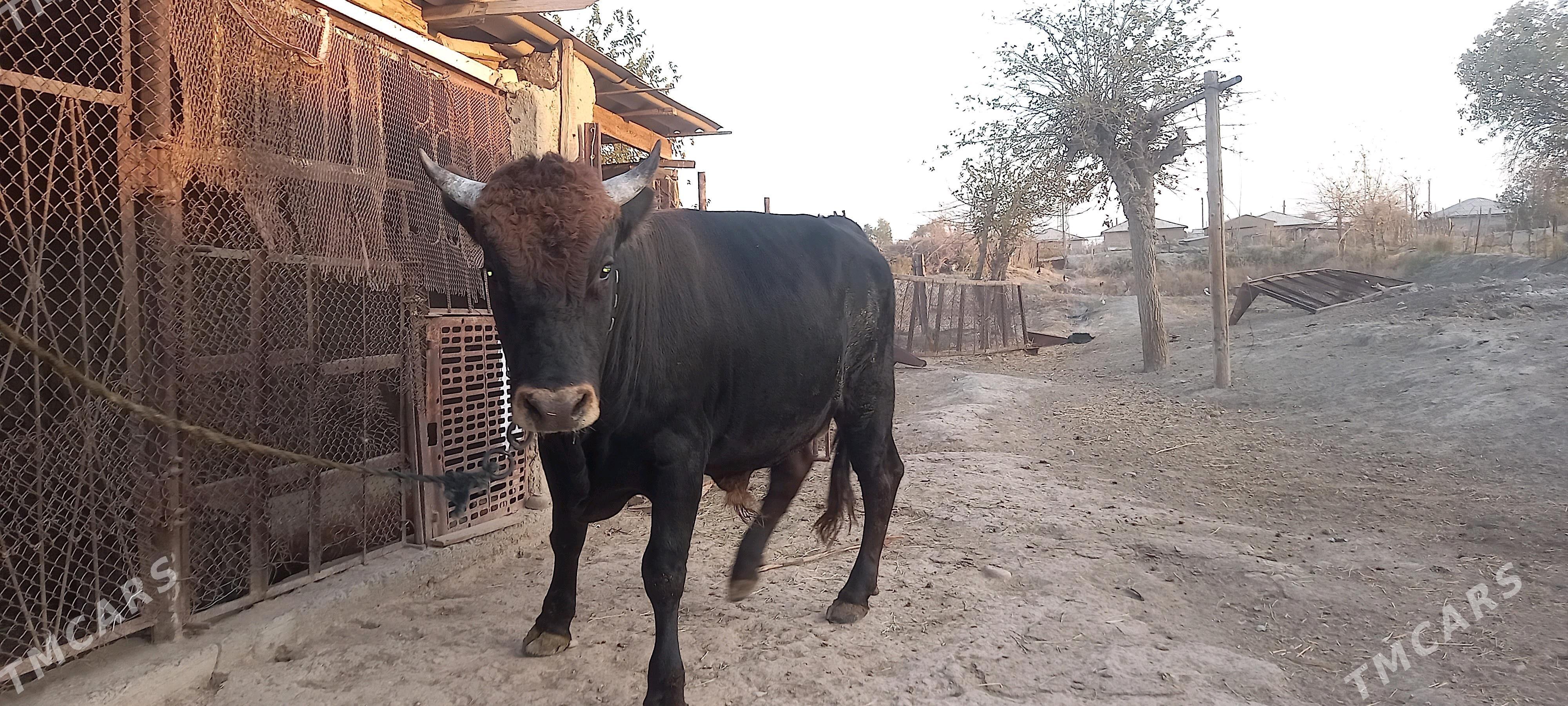 Bakylan Öküz - Теджен - img 5