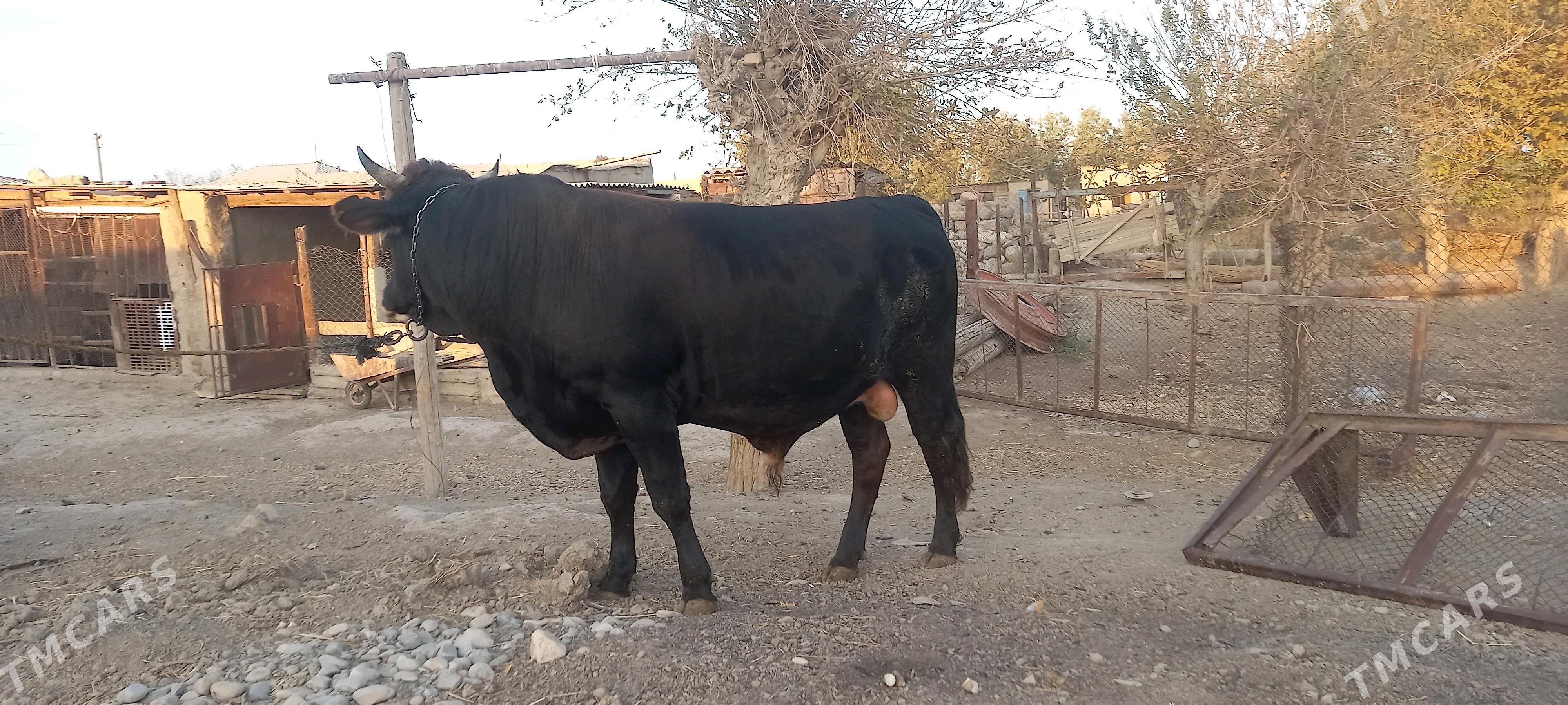 Bakylan Öküz - Теджен - img 3