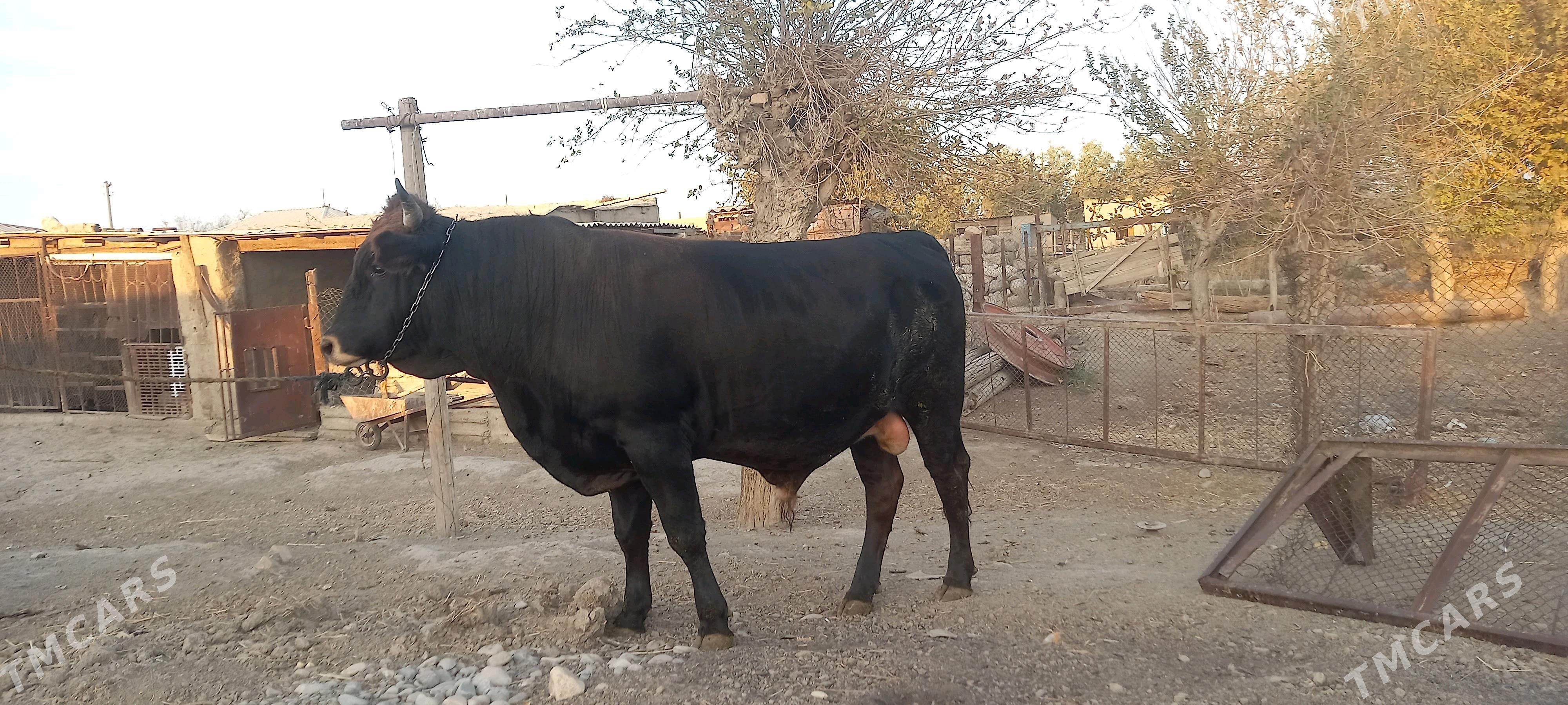 Bakylan Öküz - Теджен - img 2