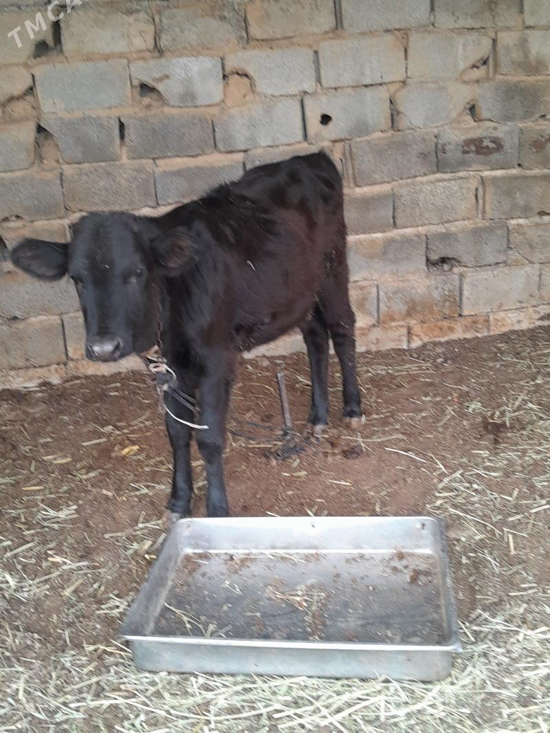 Göle - Bagyr - img 3