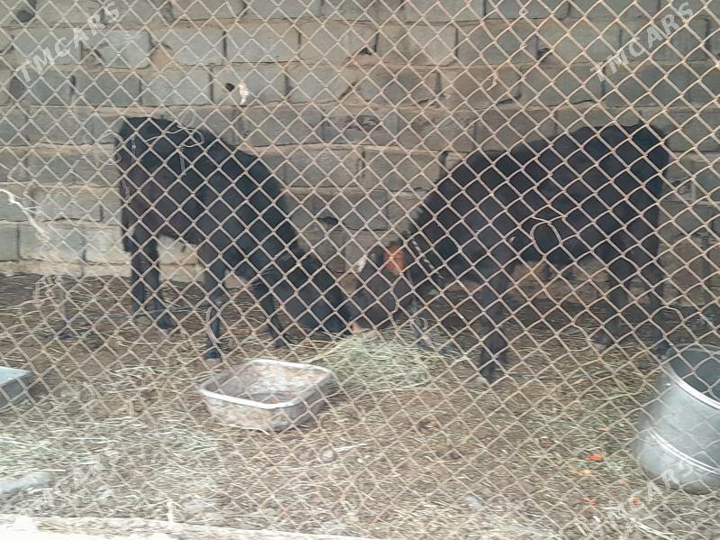 Göle - Bagyr - img 4