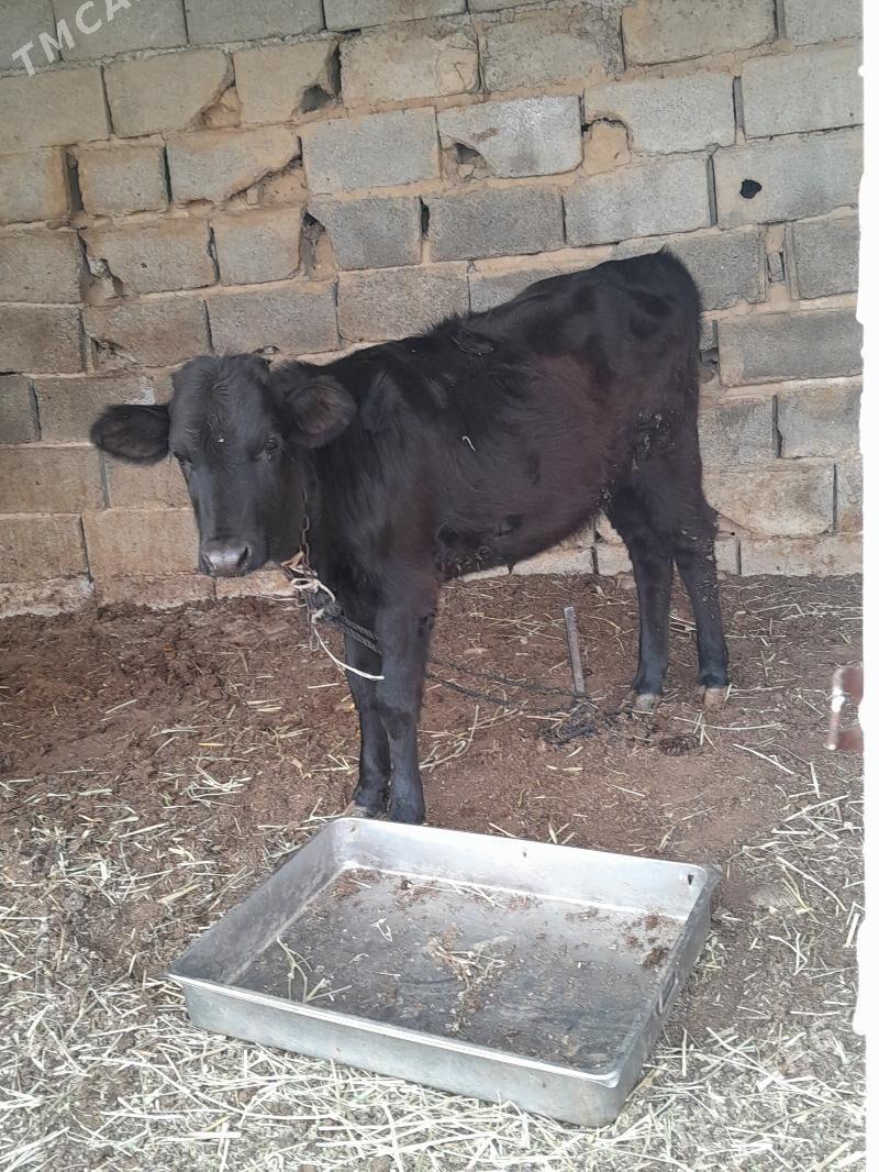 Göle - Bagyr - img 2