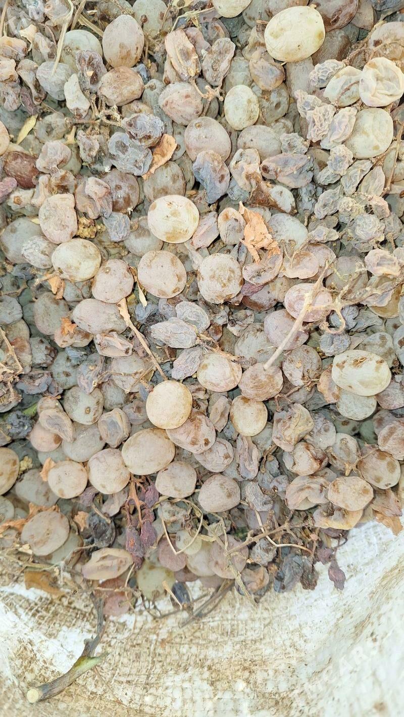 uzum - Бузмеин - img 3