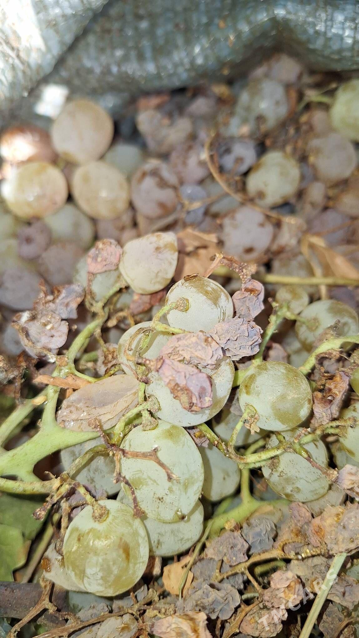 uzum - Бузмеин - img 4