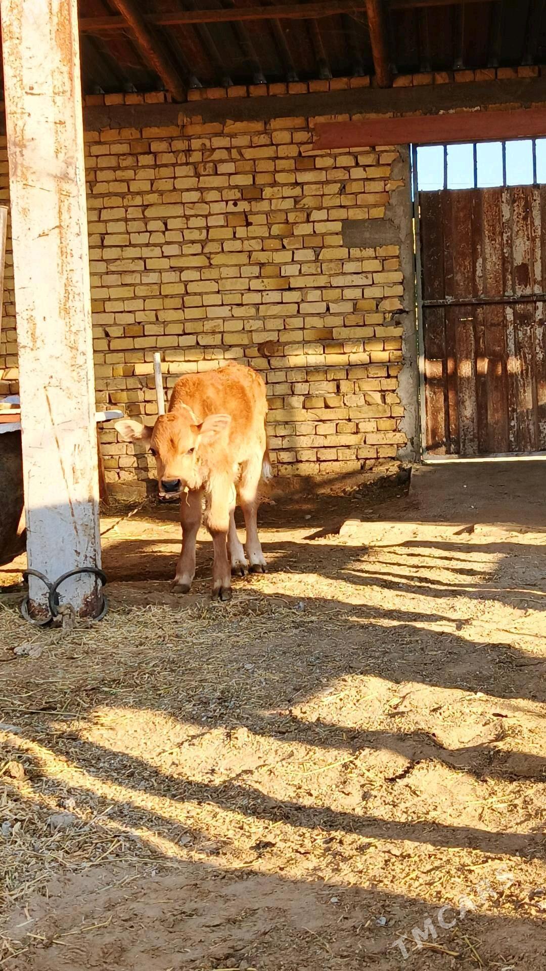 Sygyr - Гёкдепе - img 5