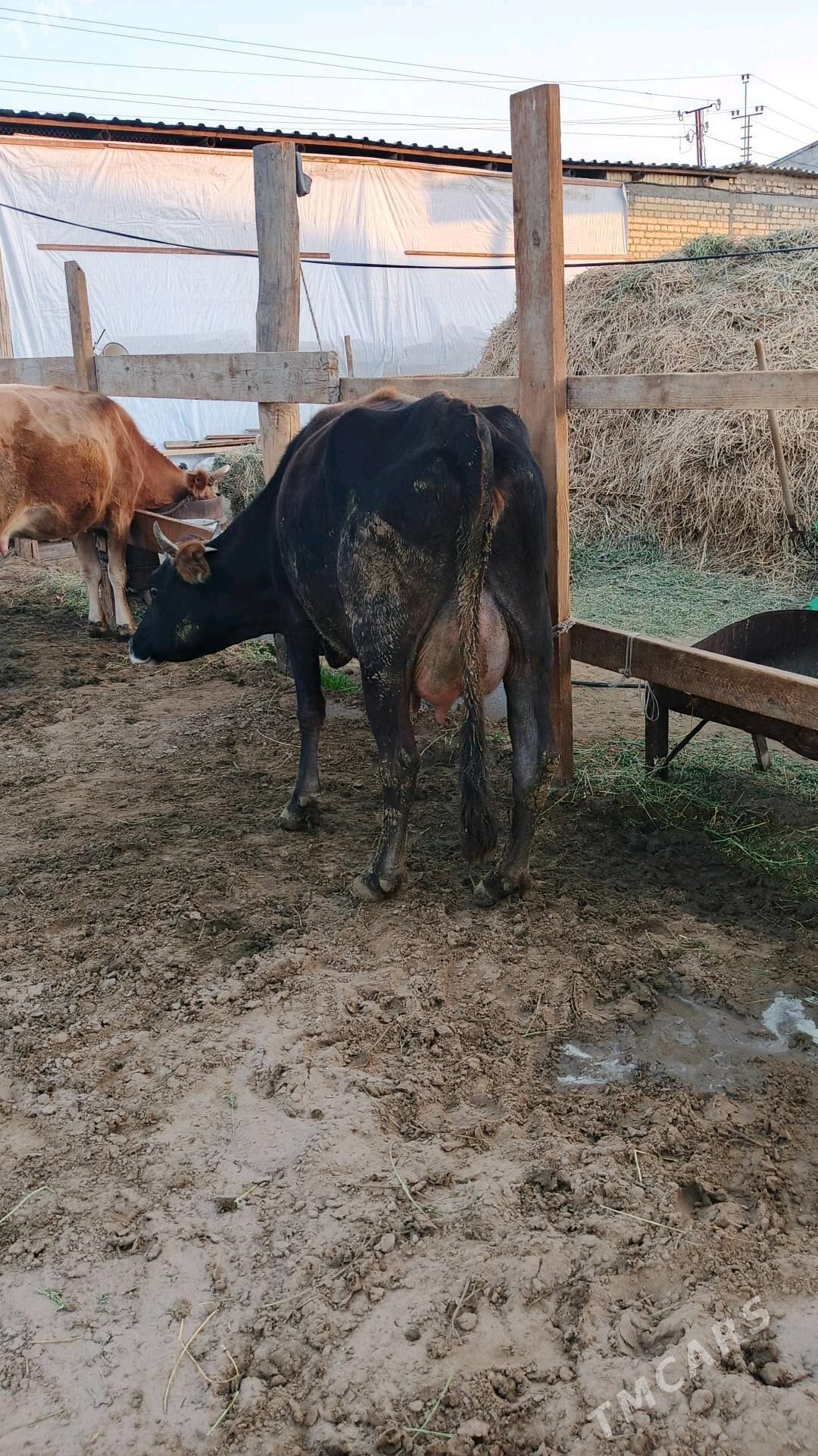 Sygyr - Гёкдепе - img 3