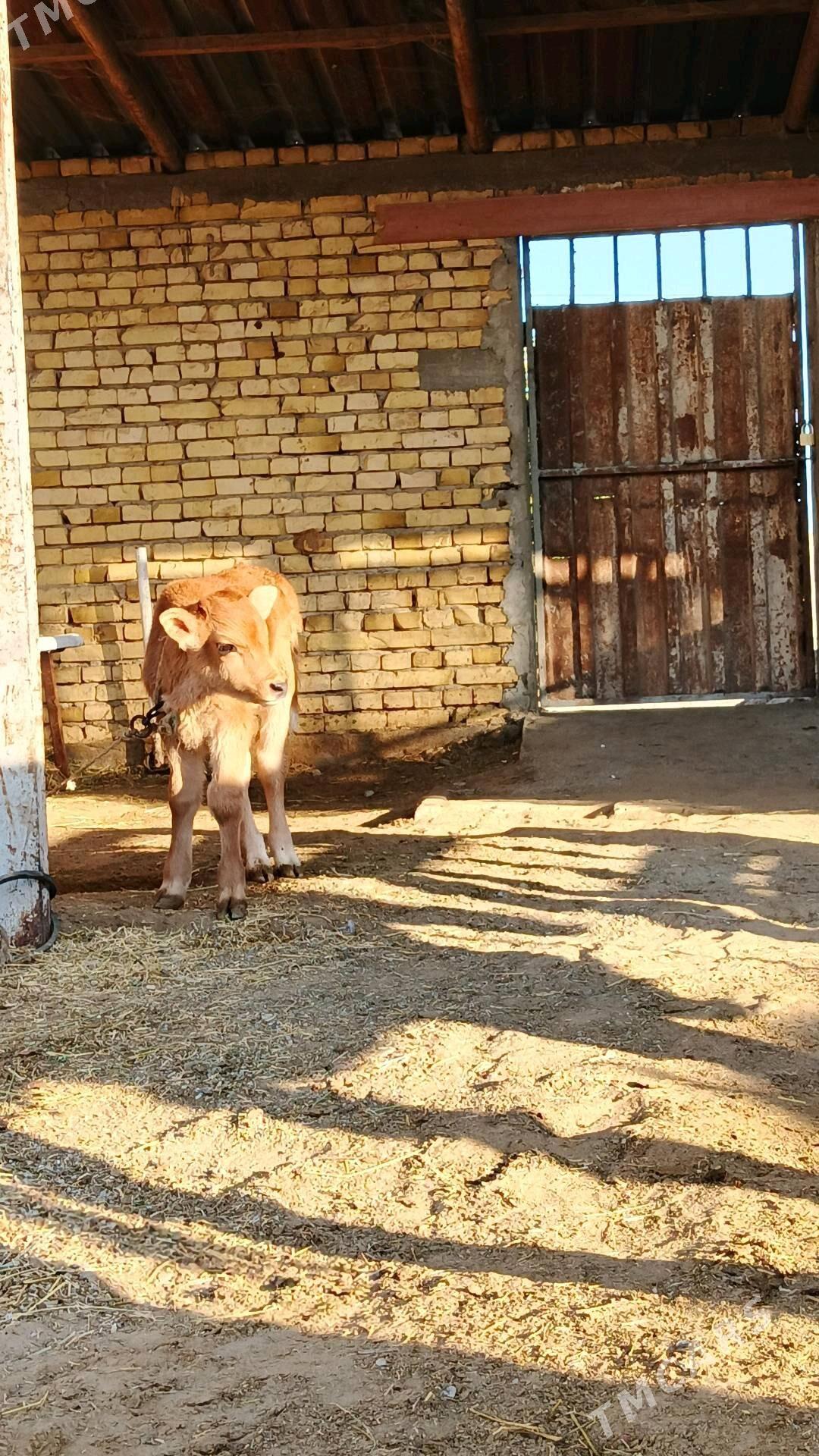 Sygyr - Гёкдепе - img 4