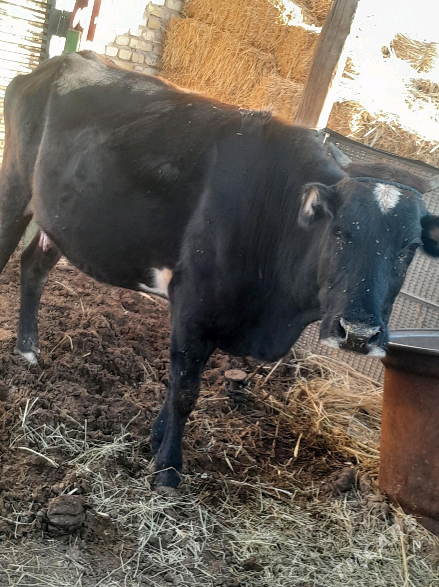 goleli sygyr - Бабадайхан - img 2