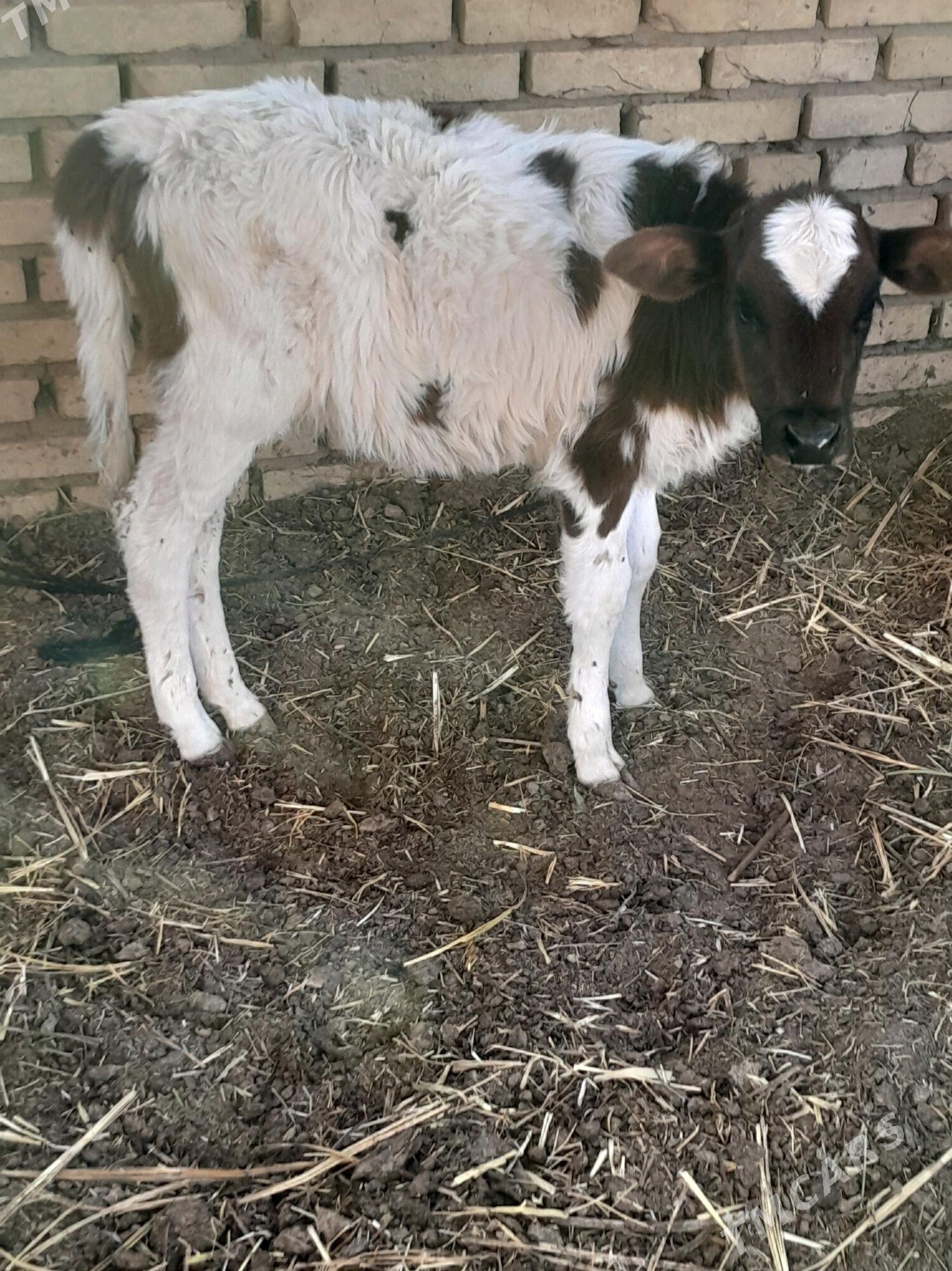 goleli sygyr - Бабадайхан - img 3