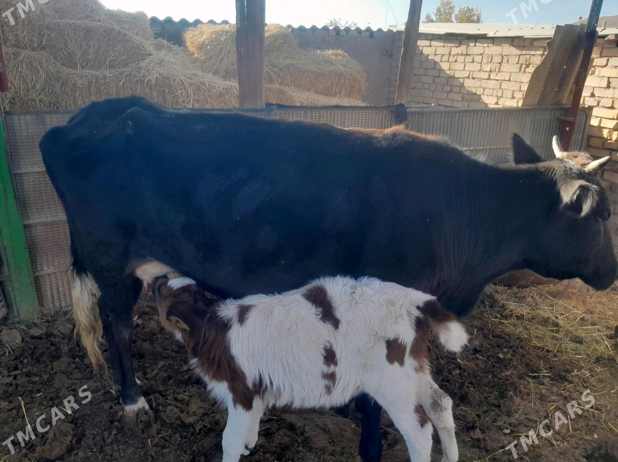 goleli sygyr - Бабадайхан - img 4