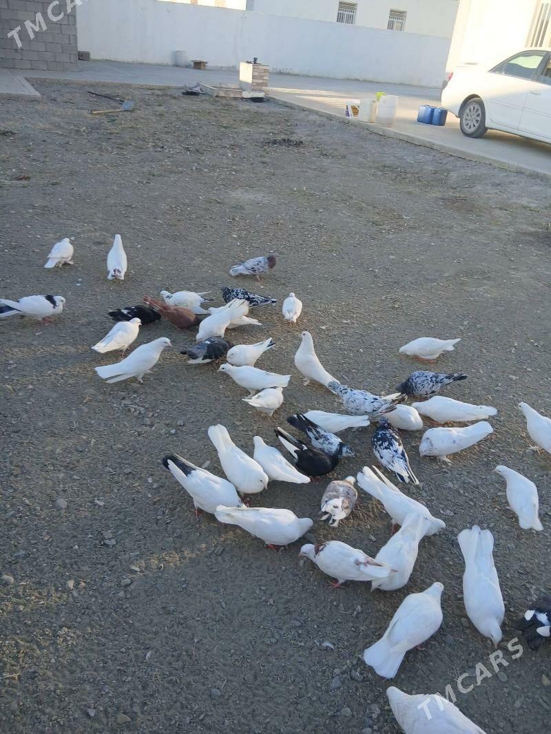 gus - Гёкдепе - img 1