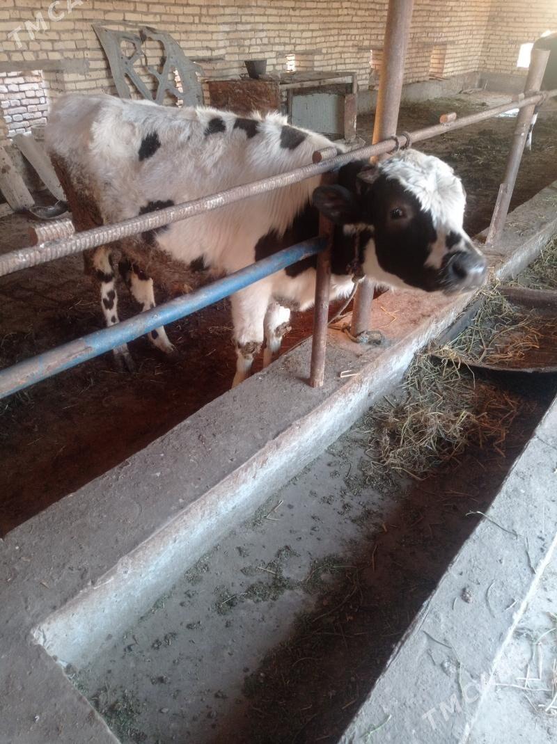 okuz - Чарджоу - img 1