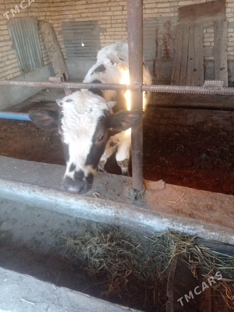 okuz - Чарджоу - img 5